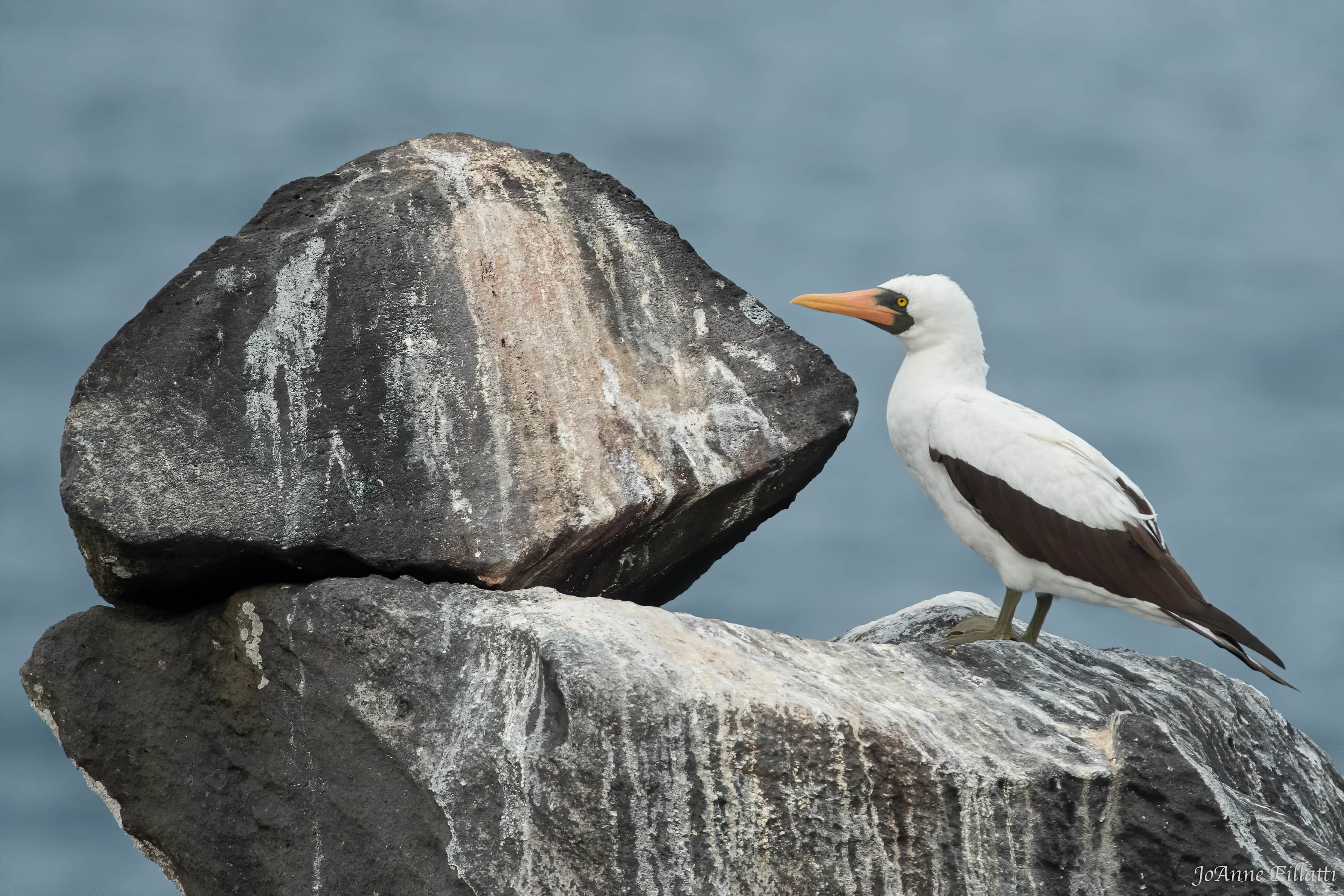 bird of galapagos image 13